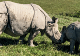 genetic variability in sumatran rhino population