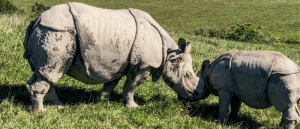 genetic variability in sumatran rhino population
