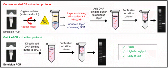 Emulsion PCR made easy graphical diagram