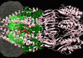 MscS channel protein of the bacterial membrane