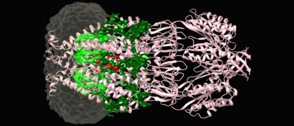 MscS channel protein of the bacterial membrane