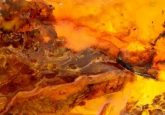 Baltic Amber