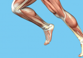 Skeletal muscle fibers running human