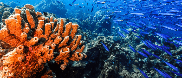 Coral communication coral reef fish