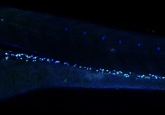 Enteric Nervous System Development in microscope images of zebrafish