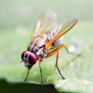 fly on green leaf