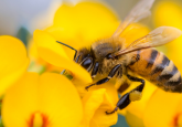 insecticides on crops poison bees, bee on yellow flower
