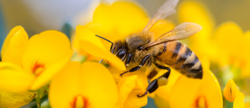 insecticides on crops poison bees, bee on yellow flower