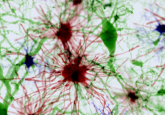 transcriptomics to image brain cells