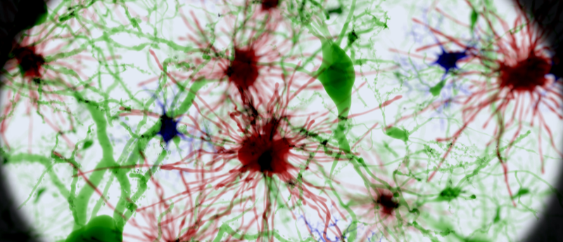 transcriptomics to image brain cells