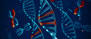 Human genome sequence DNA strands and X chromosomes