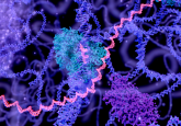 polymerase theta DNA editing