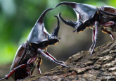 sexual reproduction tested in beetles, mating fight