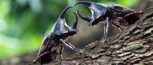 sexual reproduction tested in beetles, mating fight