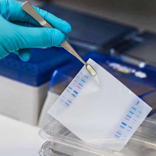 Talking Techniques Revitalizing the western blot BioTechniques