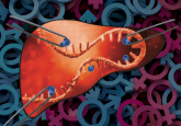 m6A RNA modifications in the liver sex differences