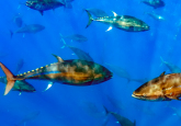 Warm-blooded bluefin tuna swimming in the ocean