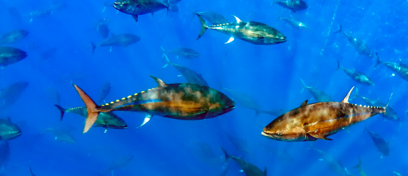 Warm-blooded bluefin tuna swimming in the ocean