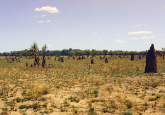 termite mounds in savanna environment