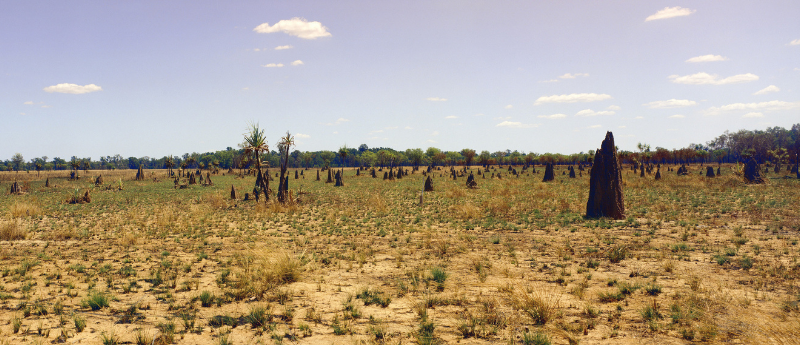 termite mounds in savanna environment