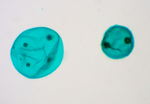 Two teal cells on a white background