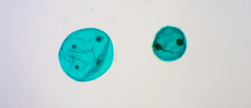 Two teal cells on a white background