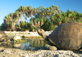 Galapagos tortoises drinking from pool of water