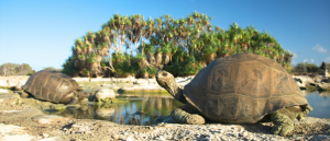 Galapagos tortoises drinking from pool of water