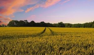 field of wheat at sunset