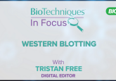 Bio-Rad western blotting in focus