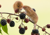 Mice forgaing for blackberries on dopamine hit impulse