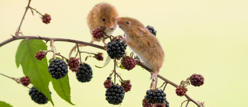 Mice forgaing for blackberries on dopamine hit impulse
