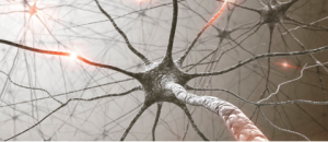 Neurons firing in the brainstem