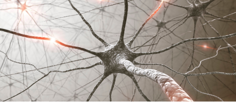 Neurons firing in the brainstem
