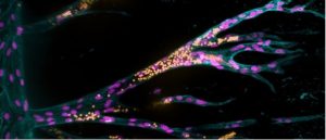 Synthetic hydrogel vasculature