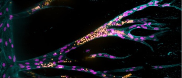 Synthetic hydrogel vasculature