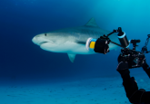 Tiger shark filmed by diver