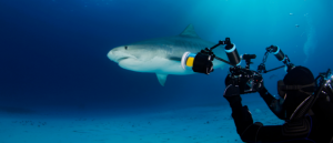 Tiger shark filmed by diver