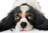 Cavalier King Charles dog