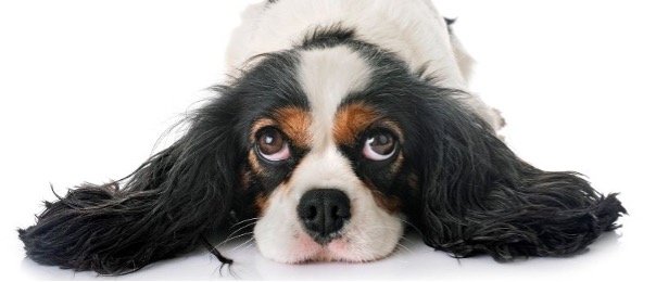 Cavalier King Charles dog