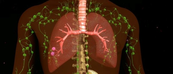 T cells in lymph node system in the body chest space