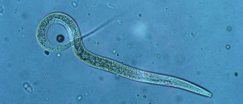 Nematode under microscope