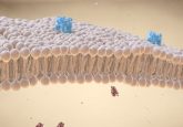 Lipid membrane