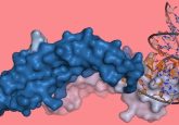 Aptamer bound to a protein