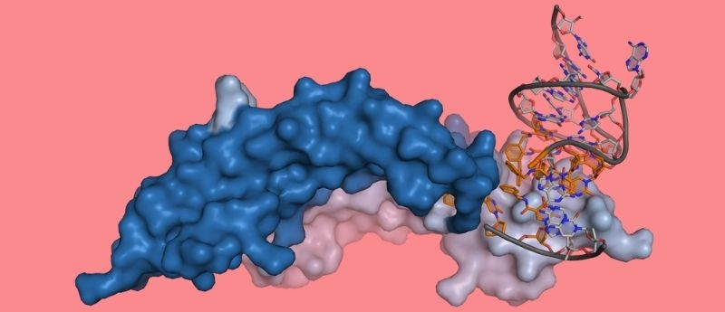 Aptamer bound to a protein