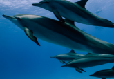 Dolphins