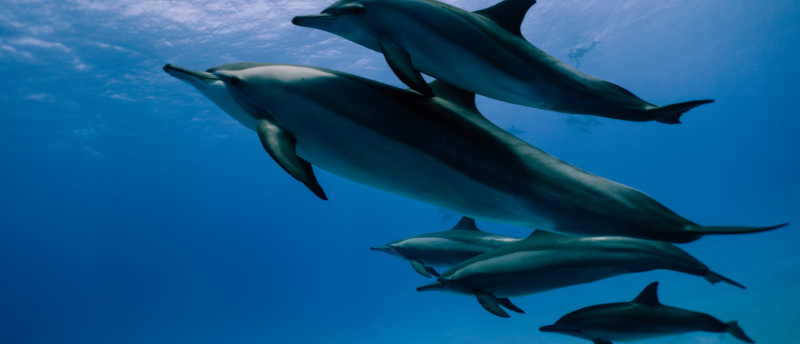 Dolphins