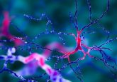 Dopamine roles