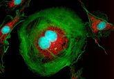 Fibroblast Cell proliferation