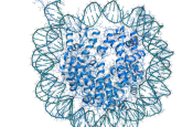 Chromatin / Epigenetics